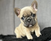 Adorable Pure Bred French Bulldog Puppies for Sale!!. French Bulldog for sale/adoption