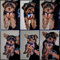 AKC 3-month-old male Yorkies Yorkshire Terrier for sale/adoption