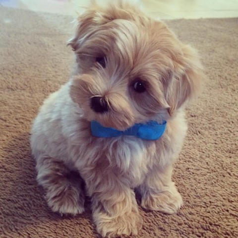 Maltese x Maltipoo female puppy