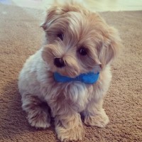 Maltese x Maltipoo female puppy Maltipoo for sale/adoption