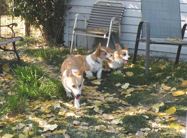REDUCED! AKC Pembroke puppies