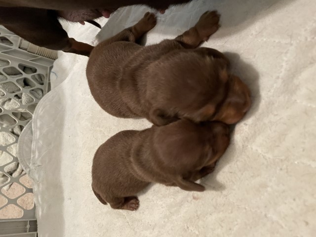 Dachshund puppy for sale + 62078