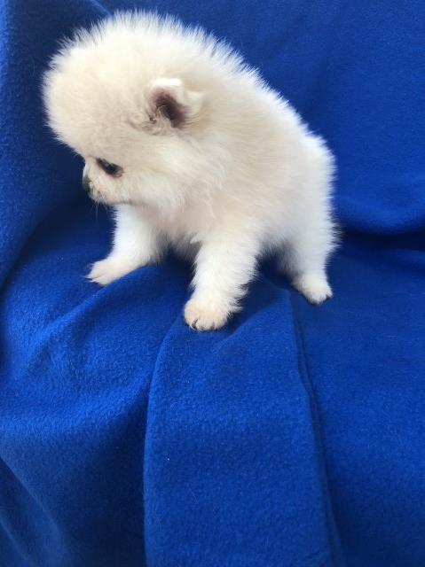 teddy bear face pomeranian for sale