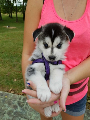Siberian Husky puppy for sale + 47089