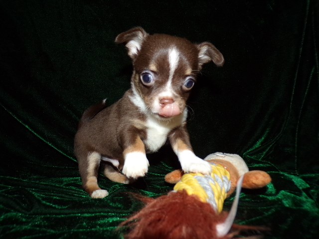 Chihuahua puppy for sale + 65909