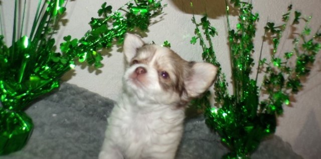 Chihuahua puppy for sale + 66479