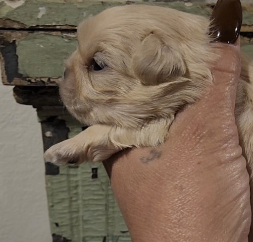 Shih Tzu puppy for sale + 64164