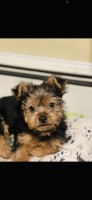She’s her Mama’s girl Yorkshire Terrier for sale/adoption