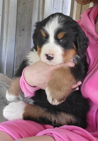 Bernese Mountain Dog puppy for sale + 66474