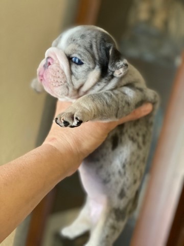 English Bulldog puppy for sale + 60451