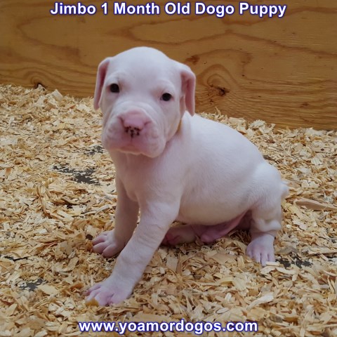 Dogo Argentino puppy for sale + 54867