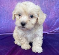 Two Maltese puppes Maltese for sale/adoption