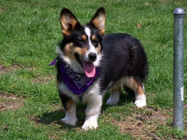 Akc Cardigan Corgi