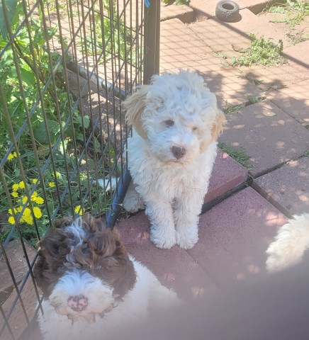 2 Purebred Lagotto males 6mo (in training) LUCA DEL CARLOS + LUCIO DEL CARLOS