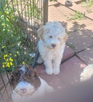 2 Purebred Lagotto males 6mo (in training) LUCA DEL CARLOS + LUCIO DEL CARLOS Poodle Miniature for sale/adoption