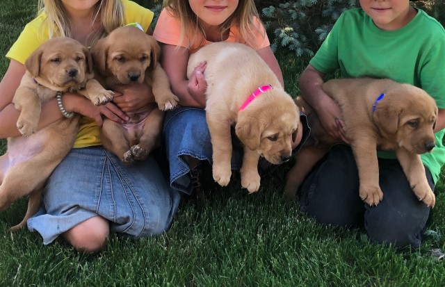 Full Fox Red Labrador Retriever