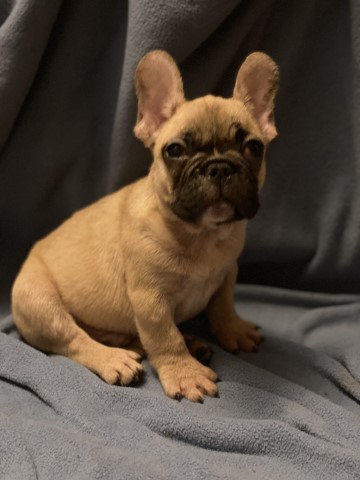 French Bulldog puppy dog for sale in East Haven, Connecticut