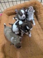 Candies Tiny Apple Head Chihuahuas Chihuahua for sale/adoption