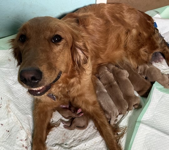 akc golden retriever puppies