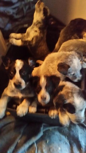 Australian Cattle Dog puppy for sale + 52396