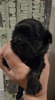 black boy #2 with white dot on his chest Shih Tzu for sale/adoption