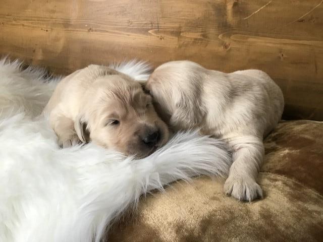 Female and male pups available - Golden retriever Puppies born Feb 3 2023
