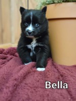 Beautiful Litter of Pomsky’s Pomsky for sale/adoption