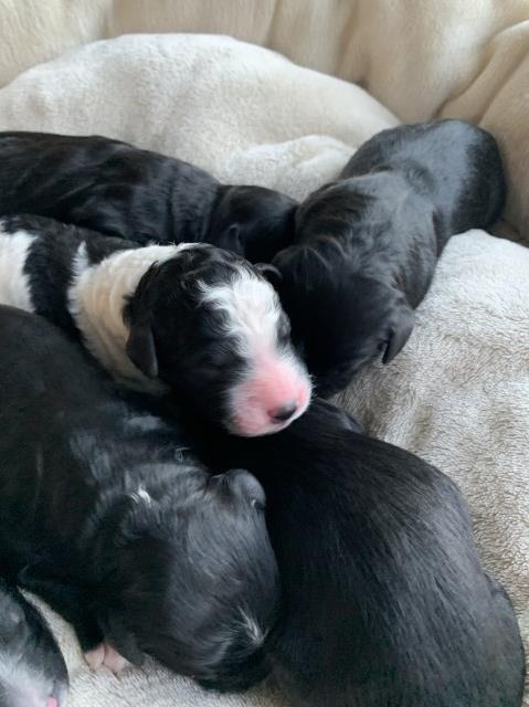 F1b Bernedoodle puppies