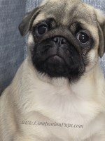 Brady - Champion SIred - See Video!! Pug for sale/adoption