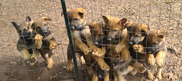 Puppies AKC Registered German Shepherd