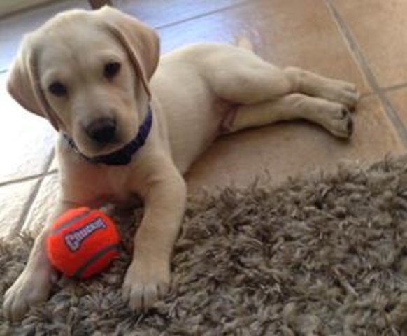 Labrador Retriever puppy for sale + 47604