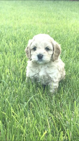 Cockapoo Puppies!