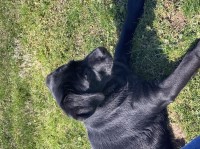 7 month old lab Labrador Retriever for sale/adoption