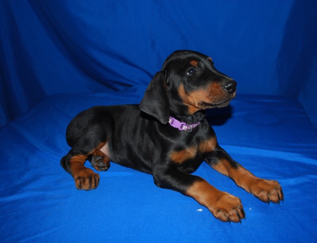 AKC Doberman Pinscher Puppies Available March 2024 European Lines Both Sides