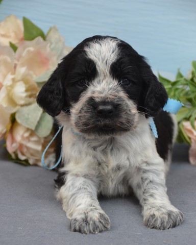 English Springer Spaniel puppy for sale + 58766