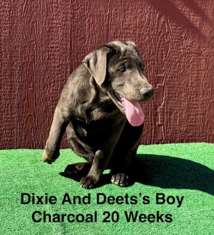 Labrador Retriever puppy for sale + 67049