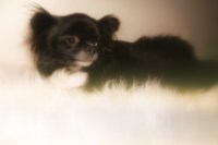 Adult Full AKC Chihuahua Male Chihuahua for sale/adoption