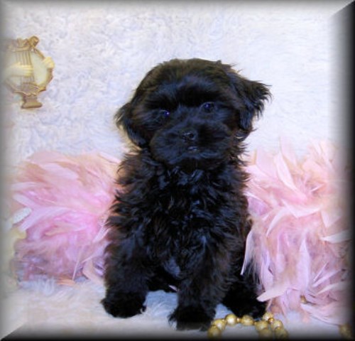 Shih poo, Shih poo puppies for sale Mississippi