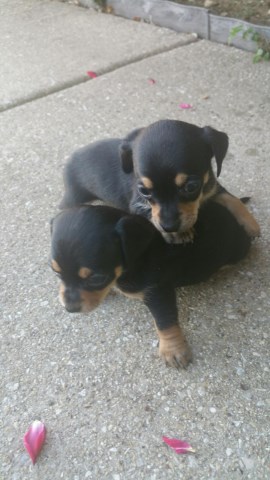 Dachshund puppies for sale! 6 weeks old
