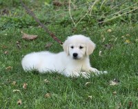 Golden Retriever Puppies Golden Retriever for sale/adoption