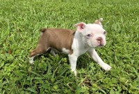 Boston Terrier Puppies Boston Terrier for sale/adoption