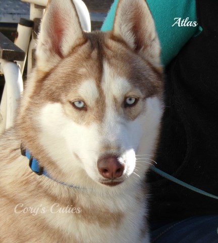 Atlas--Siberian Husky