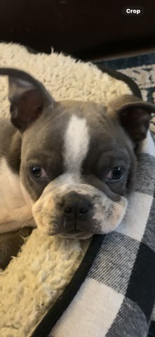 Bosten Terrier looking for his forever home