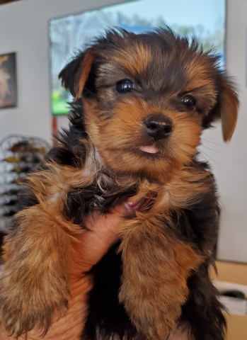 Yorkshire Terrier puppy for sale + 62532