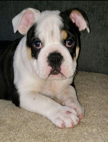 English Bulldog puppy for sale + 53056
