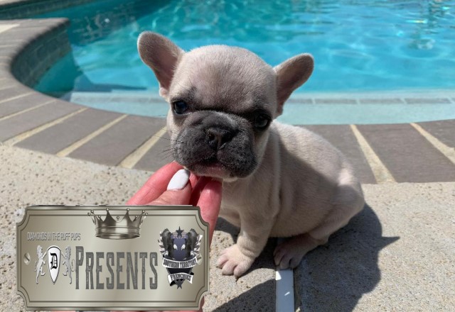 French Bulldog puppy dog for sale in Cobbtown,