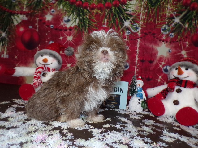 Shih Tzu puppy for sale + 66021