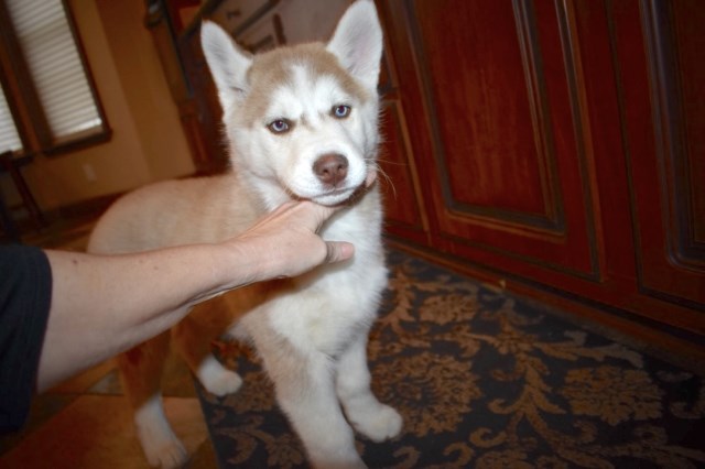 Female Siberian Husky Puppy