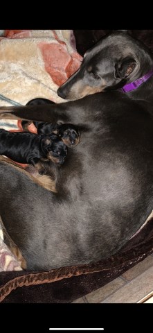 European Dobermans