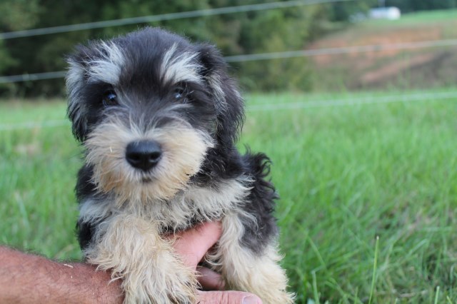 AKC Miniature Schnauzers